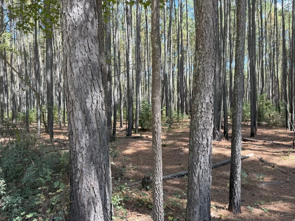 Pine Grove, Scotland County